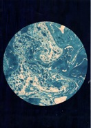 gs0225-n